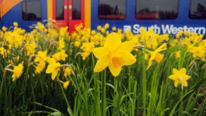 Class 450 on Daffodil bed